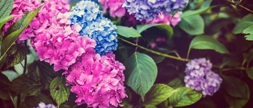 Ландшафтные композиции с гортензией. Что посадить рядом с гортензией — идеи для ландшафтного дизайна с фото