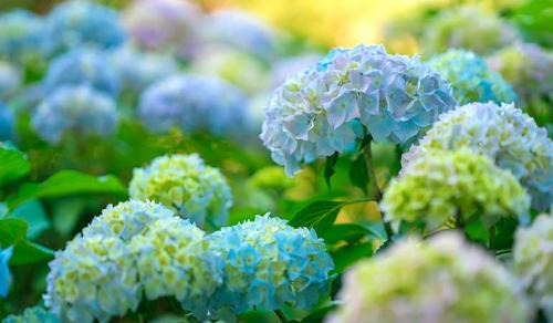 Ландшафтные композиции с гортензией. Что посадить рядом с гортензией — идеи для ландшафтного дизайна с фото