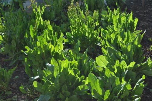 Горох в малине. Соседи малины, с чем сажать рядом