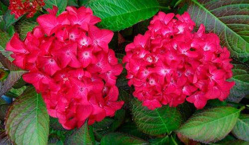 Ландшафтные композиции с гортензией. Что посадить рядом с гортензией — идеи для ландшафтного дизайна с фото