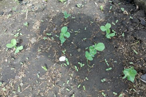 Соседство гороха и фасоли. Совместные посадки: соседи гороха участке, с чем сажать рядом