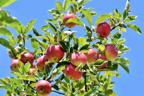 Горох в малине. Соседи малины, с чем сажать рядом