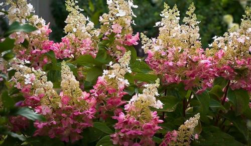 Ландшафтные композиции с гортензией. Что посадить рядом с гортензией — идеи для ландшафтного дизайна с фото