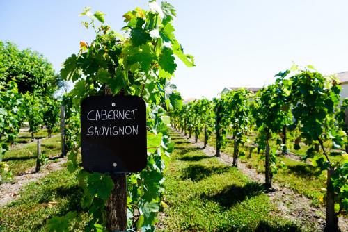 Как Ватра отличается от других популярных сортов винограда. ТРИ КРАСНЫХ СОРТА