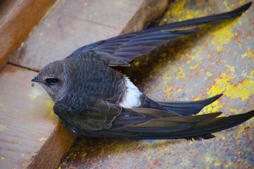 Как они летят.