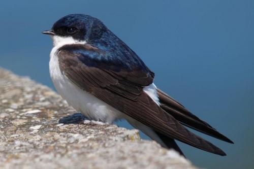 Как они летят.