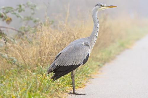 Как они летят.