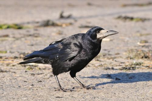 Как они летят.