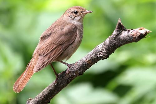 Как они летят.