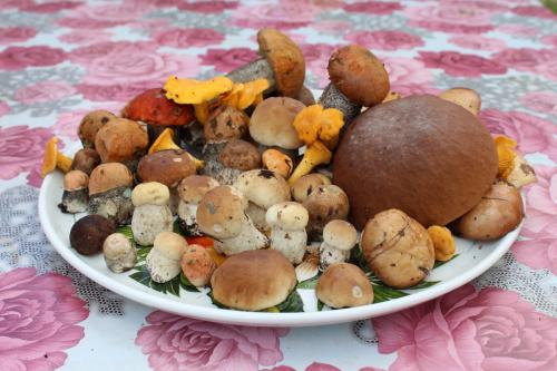 Когда сезон грибов 2023. Лунный календарь грибника на 2022 год