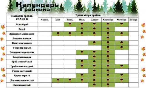 Когда заканчивается сезон грибов. Календарь появления грибов по месяцам