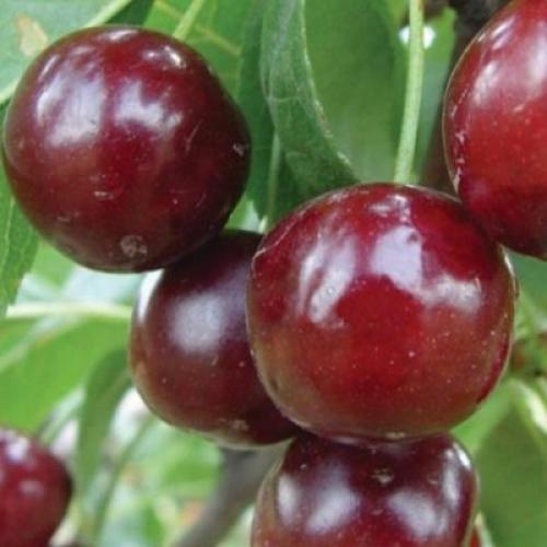 Сорта вишни для нижнего поволжья. Лучшие сорта вишни для Средней полосы России