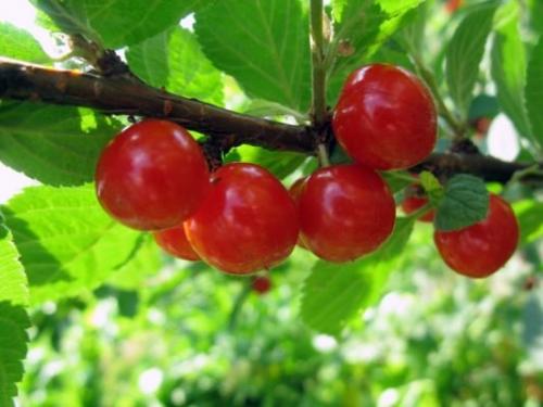Сорта вишни для нижнего поволжья. Лучшие сорта вишни для Средней полосы России