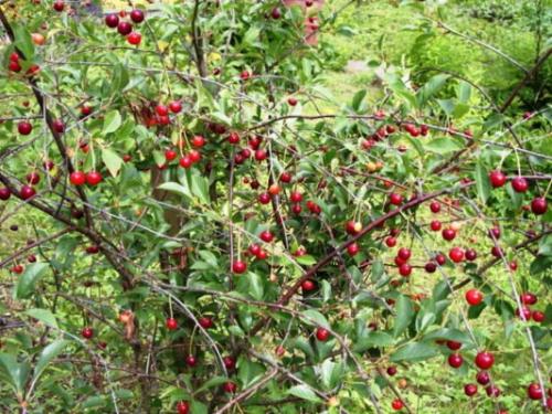 Сорта вишни для нижегородской области самые устойчивые. Лучшие самоплодные сорта для Северо-Запада, в том числе для Ленинградской области