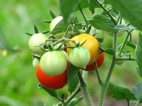 Созревание помидоры сроки. Рост плода помидора. Созревание томатов