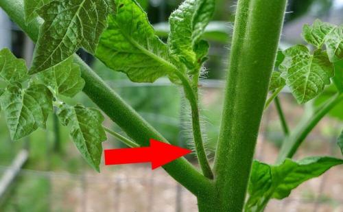 Ускорение созревания томатов. Основные способы стимуляции