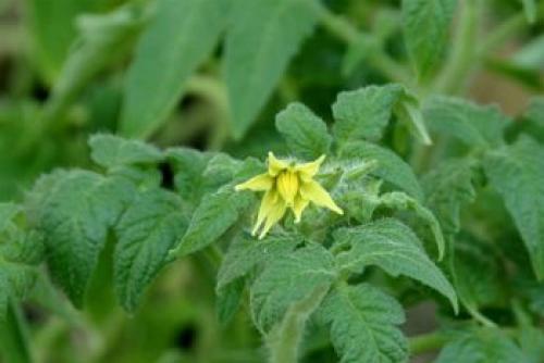 Созревание помидоры сроки. Рост плода помидора. Созревание томатов