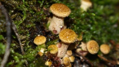 Через сколько дней растут грибы после дождя. Как быстро появляются грибы после дождя