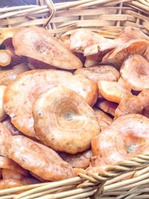 Сколько дней растут рыжики. Как долго растут рыжики и когда лучше отправляться в лес?