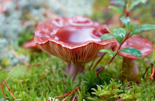 Через сколько дней растут грибы после дождя. Как быстро появляются грибы после дождя