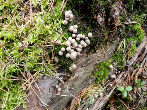 Через сколько дней растут грибы после дождя. Как быстро появляются грибы после дождя 13 Через сколько дней растут грибы после дождя. Как быстро появляются грибы после дождя 13