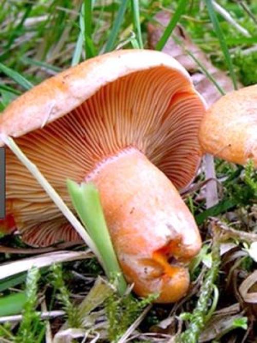 Сколько дней растут рыжики. Как долго растут рыжики и когда лучше отправляться в лес?