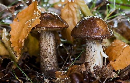 Через сколько дней растут грибы после дождя. Как быстро появляются грибы после дождя