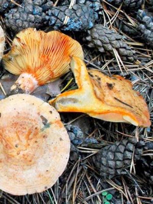 Сколько дней растут рыжики. Как долго растут рыжики и когда лучше отправляться в лес?