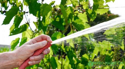 Секреты выращивания сорта винограда Вардюва для богатого урожая 02 Секреты выращивания сорта винограда Вардюва для богатого урожая 02