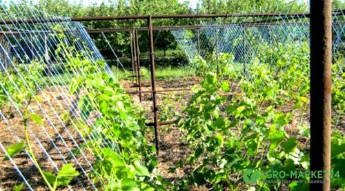 Секреты выращивания сорта винограда Вардюва для богатого урожая 01 Секреты выращивания сорта винограда Вардюва для богатого урожая 01