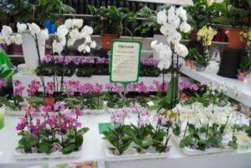 Какую орхидею выбрать новичку. 