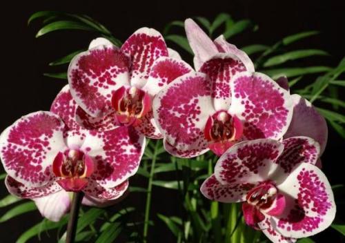 Орхидея двуствольная. Ответы на вопрос: чем отличается фаленопсис от орхидей других родов?