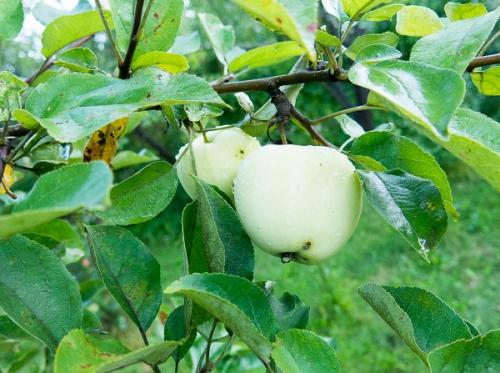 Крупноплодные сорта яблони. Сорта яблонь для средней полосы России с описанием и фото