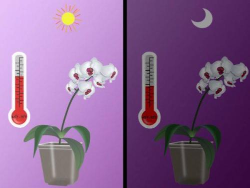 Когда лучше покупать орхидею. Основной вопрос: как выбрать орхидею при покупке?