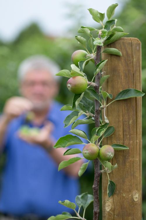 Яблони которые плодоносят каждый год. Всегда с яблоками. Как добивались ежегодного плодоношения 100 лет назад