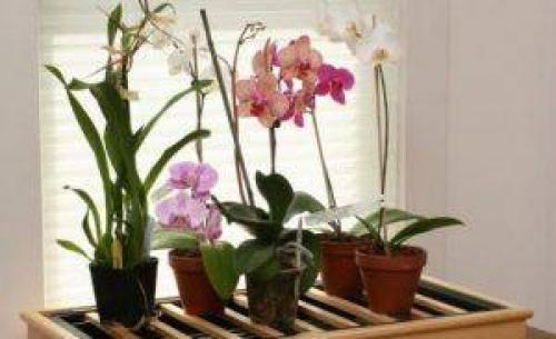 Когда лучше покупать орхидею. Основной вопрос: как выбрать орхидею при покупке?