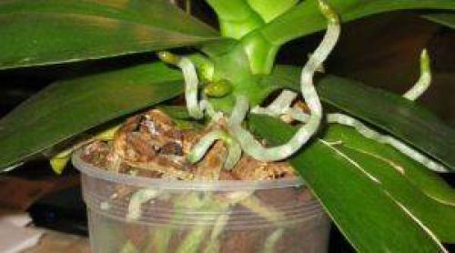 Какую орхидею выбрать новичку. 