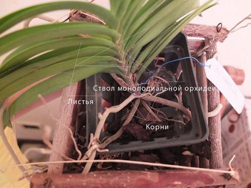 Как правильно выбрать орхидею. Фаленопсис – способен на повторное цветение 11 Как правильно выбрать орхидею. Фаленопсис – способен на повторное цветение 11