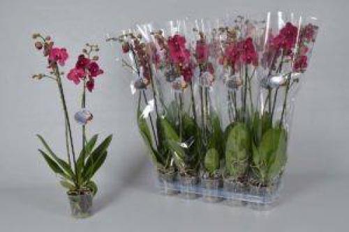 Когда лучше покупать орхидею. Основной вопрос: как выбрать орхидею при покупке?