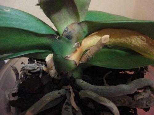 Когда лучше покупать орхидею. Основной вопрос: как выбрать орхидею при покупке?