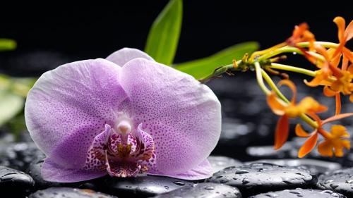 Как правильно выбрать орхидею. Фаленопсис – способен на повторное цветение 08 Как правильно выбрать орхидею. Фаленопсис – способен на повторное цветение 08