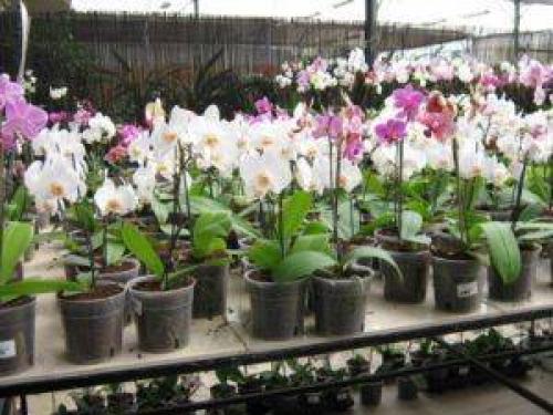 Какую орхидею выбрать новичку. 