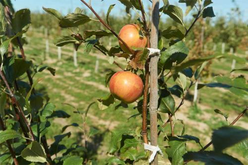 Лучшие сорта яблонь для Подмосковья, описание и фото, рейтинг