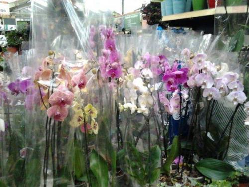 Какую орхидею выбрать новичку.