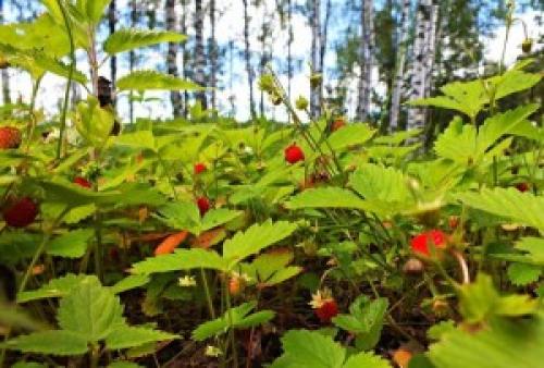 Когда растут ягоды в лесу. Когда созревают лесные ягоды