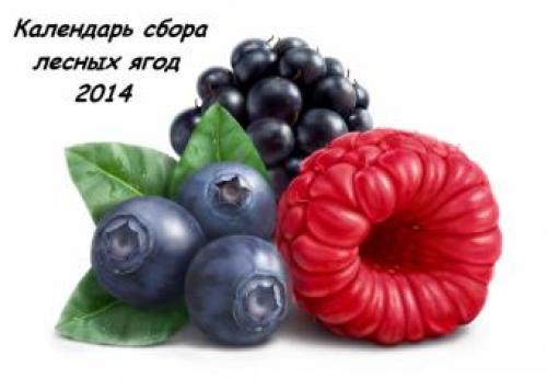 Когда лучше собирать лесные ягоды. Сбор ягод 03 Когда лучше собирать лесные ягоды. Сбор ягод 03