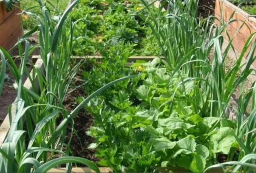 Что сажать между рядками чеснока.. Удобное соседство: что можно посадить между грядками чеснока 08