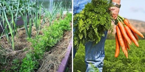 Что сажать между рядками чеснока.. Удобное соседство: что можно посадить между грядками чеснока 06