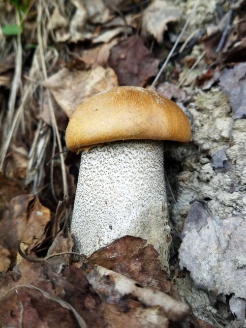 Какие грибы собирать в мае июне. Петербуржцы уже носят из леса и подберёзовики, и подосиновики. Эксперты советуют, где искать: не там, где летом