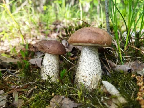 Какие грибы собирать в мае июне. Петербуржцы уже носят из леса и подберёзовики, и подосиновики. Эксперты советуют, где искать: не там, где летом